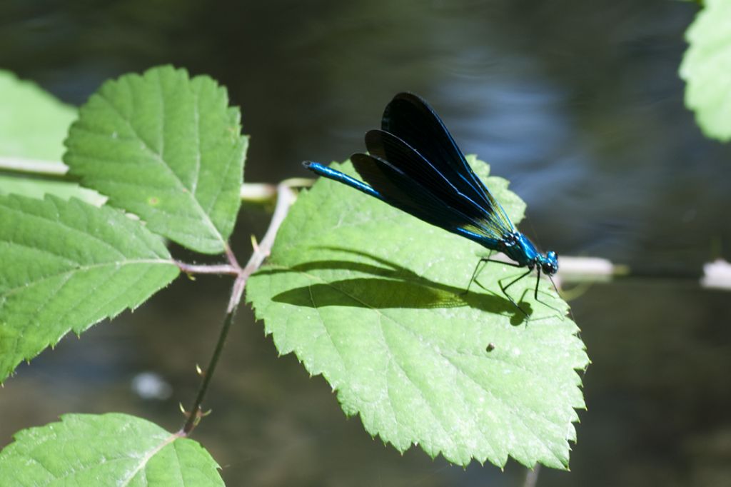 Calopteryx virgo meridionalis e Calopterix splendens